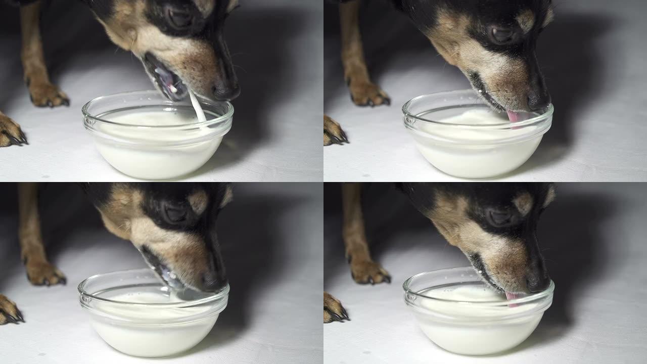 慢动作: 狗喝牛奶