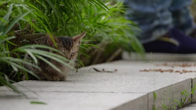 吉隆坡街头的流浪猫