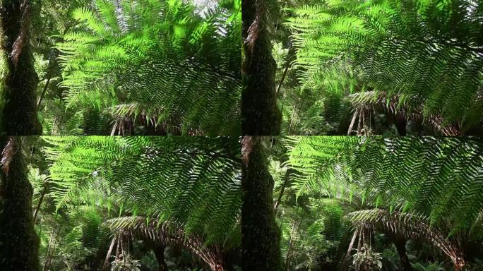 慢镜头:茂密的老蕨类和高大的古树生长在茂密的大森林里
