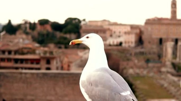 坐在屋顶上环顾四周的白色海鸥的特写视图。鸟儿在老城的背景下飞走了