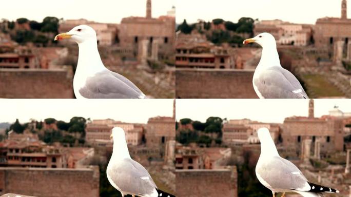 坐在屋顶上环顾四周的白色海鸥的特写视图。鸟儿在老城的背景下飞走了