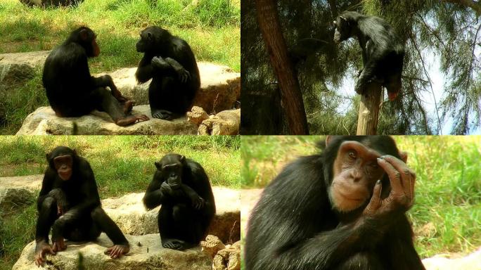 两只猴子坐在石头上