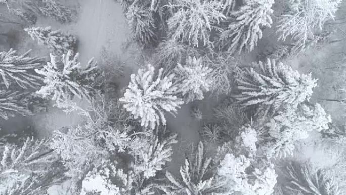 在寒冷的冬日，空中自上而下在新鲜的雪中飞越白色云杉森林