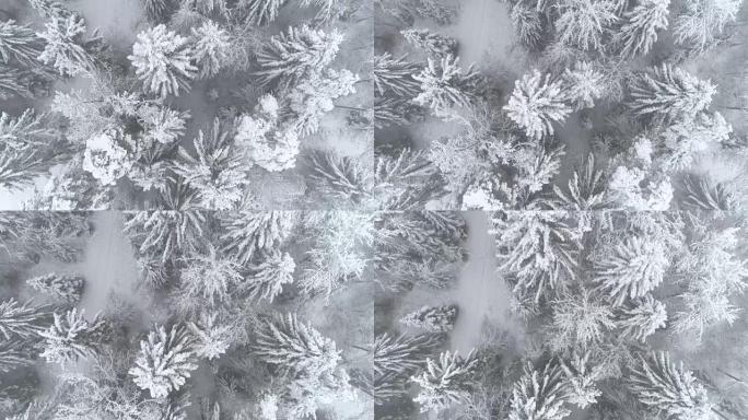 在寒冷的冬日，空中自上而下在新鲜的雪中飞越白色云杉森林