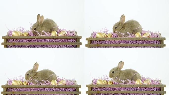 金复活节彩蛋和板条箱里的复活节兔子