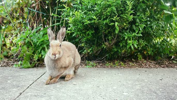 花园里的野野兔花园里的野野兔