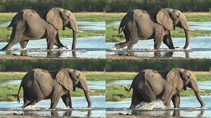 大象走进奥卡万戈三角洲的水中的慢动作