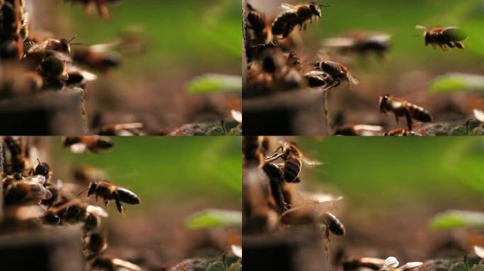 蜜蜂飞翔