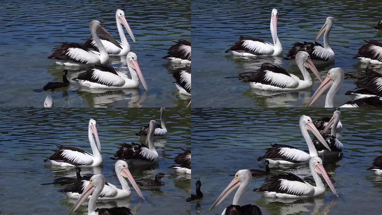 特写: 一群漂亮的鹈鹕和黑鸭在河里游泳