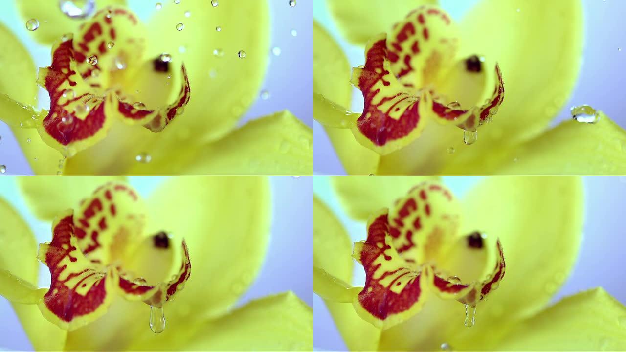 高清超级慢动作: 落在黄色花朵上的水滴