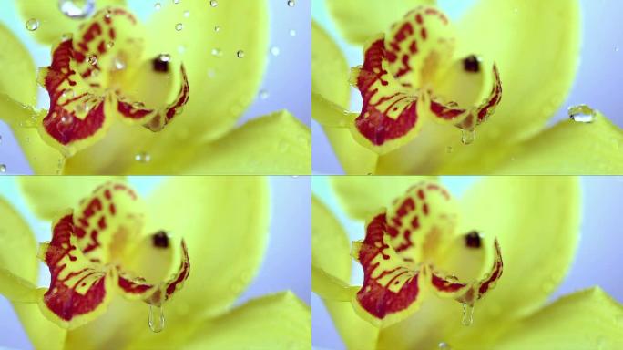 高清超级慢动作: 落在黄色花朵上的水滴