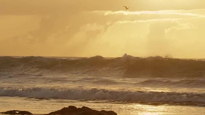 慢动作: 孤独的海鸥在金色的傍晚阳光下在广阔的海洋上航行