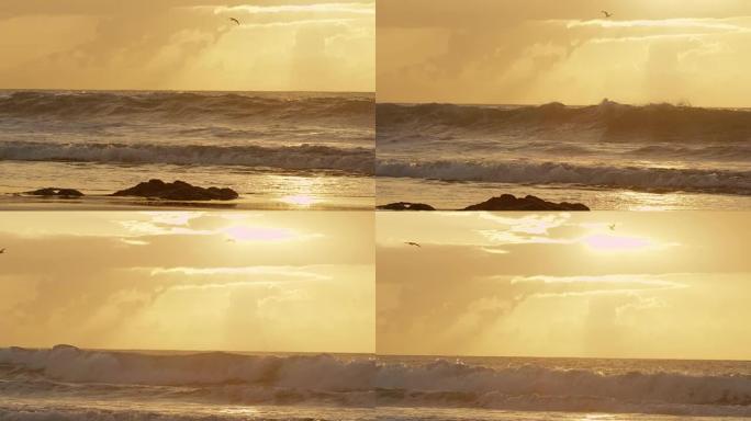 慢动作: 孤独的海鸥在金色的傍晚阳光下在广阔的海洋上航行