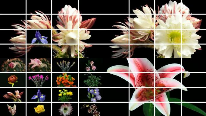 蒙太奇花朵绽放