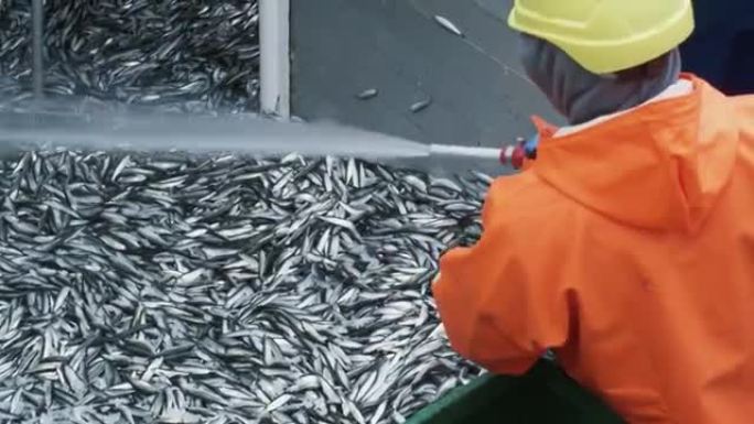渔夫在商业渔船上冲洗鱼