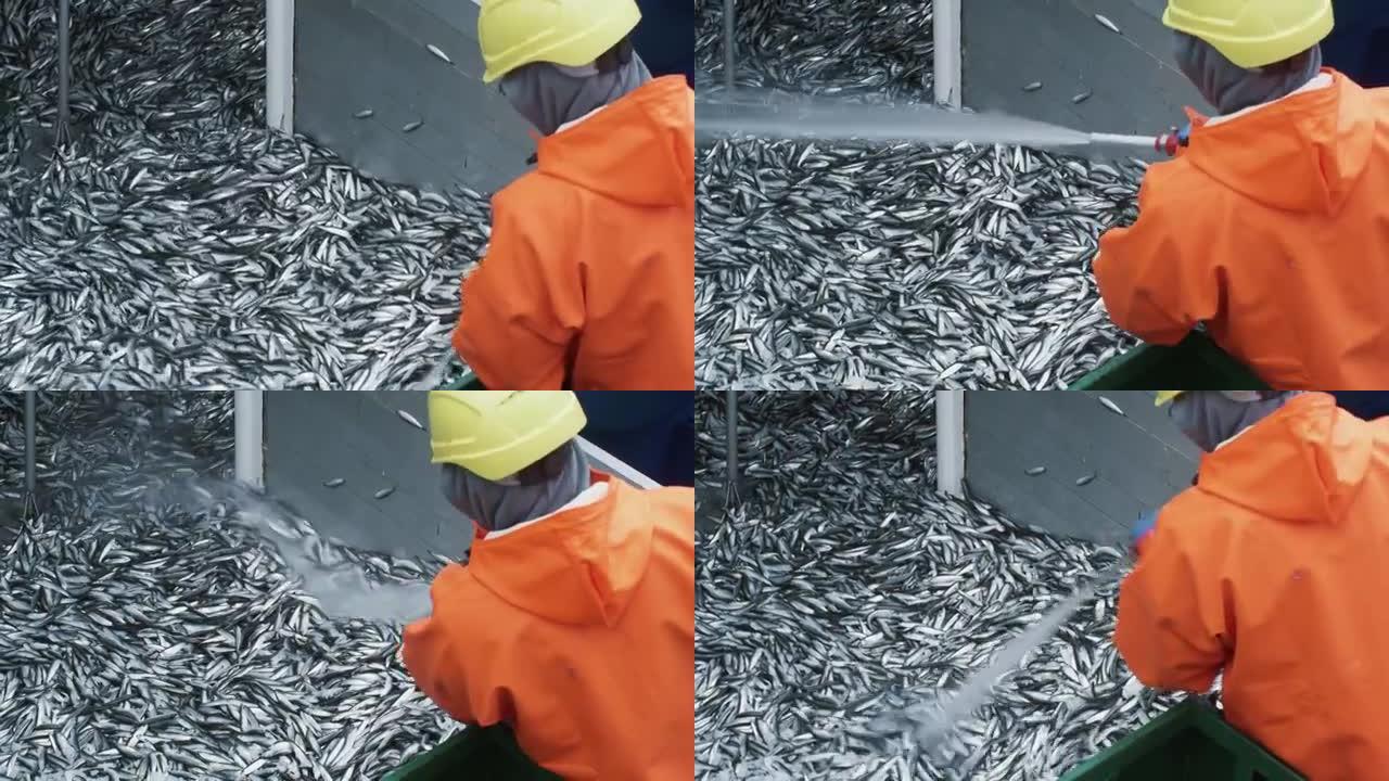 渔夫在商业渔船上冲洗鱼