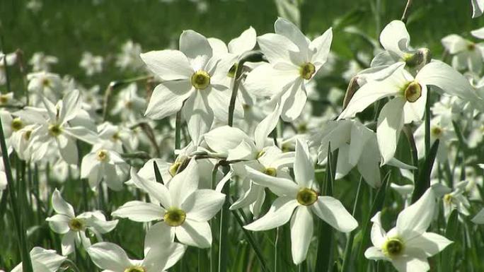 高清: 水仙花