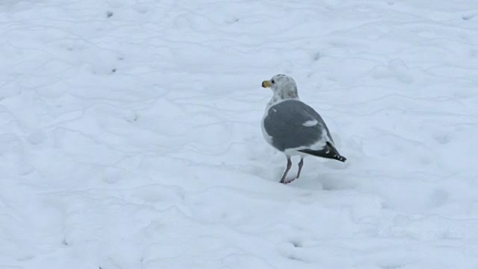 海鸥在雪地里啄食食物
