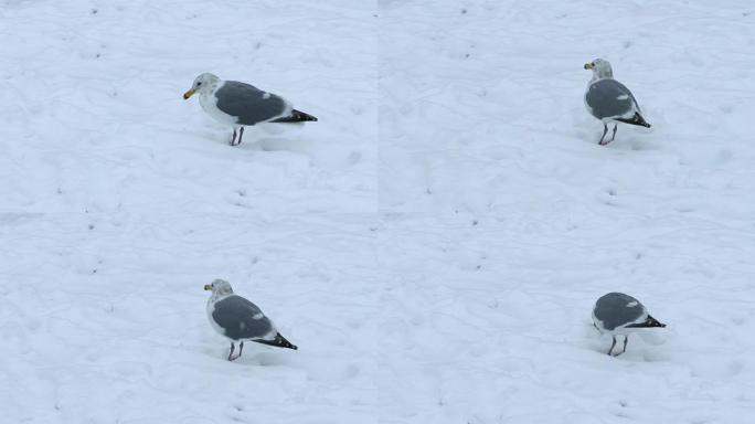 海鸥在雪地里啄食食物