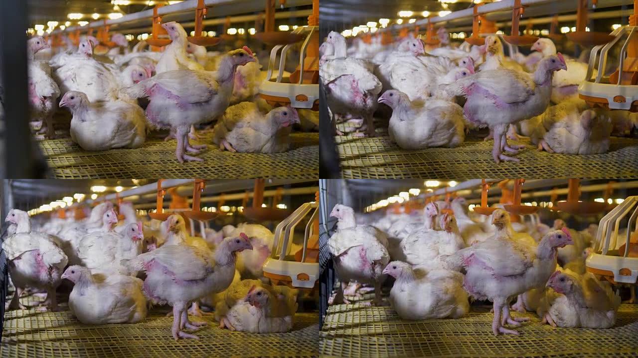鸡在狭窄的笼子里站着，坐着，吃喝。