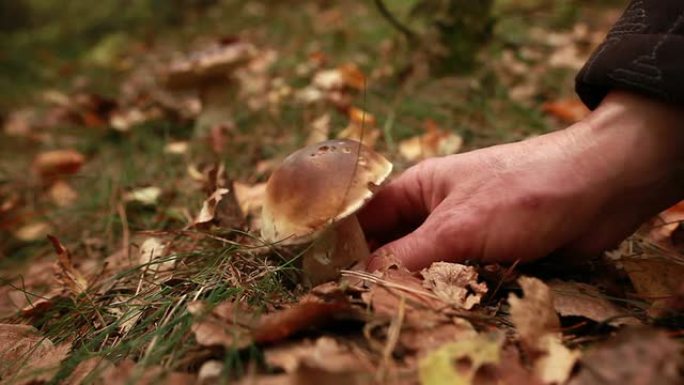 用手从地上摘蘑菇
