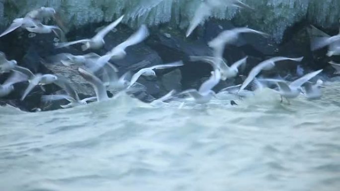 海鸥在日内瓦湖上逆风飞翔