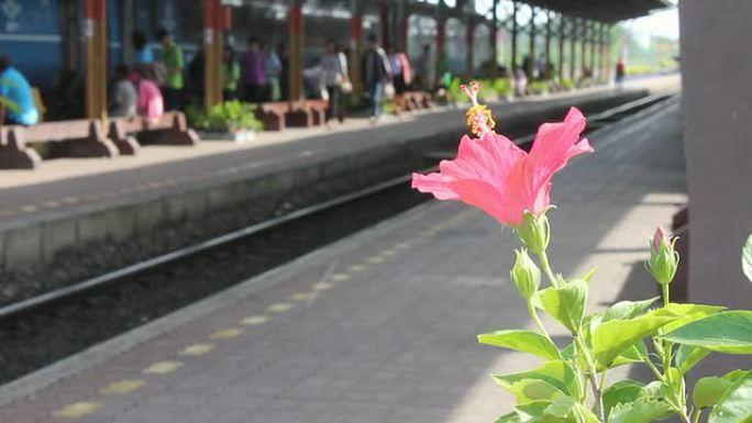 火车站里的红色芙蓉花。