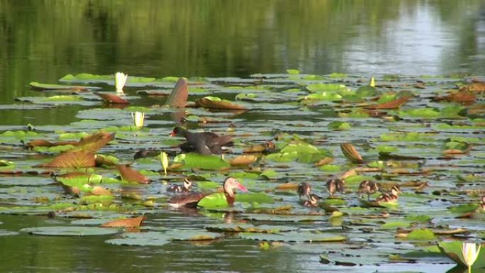 湿地中的小鸟宝宝