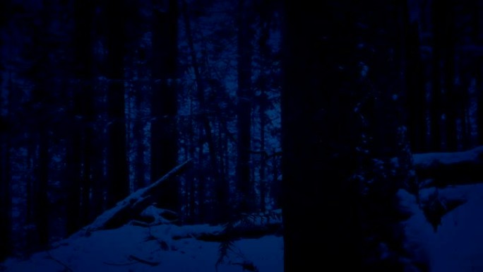 晚上在降雪中穿过树