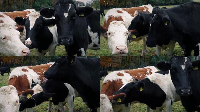 农场特写的奶牛