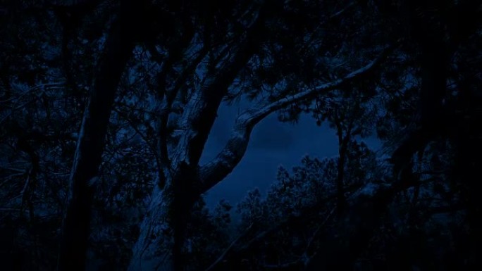 夜间强风中的树木
