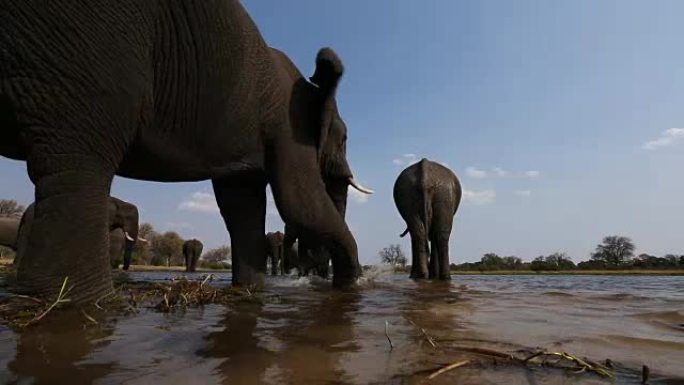 在奥卡万戈三角洲的一条河上喝酒的大象的不寻常的低角度视图