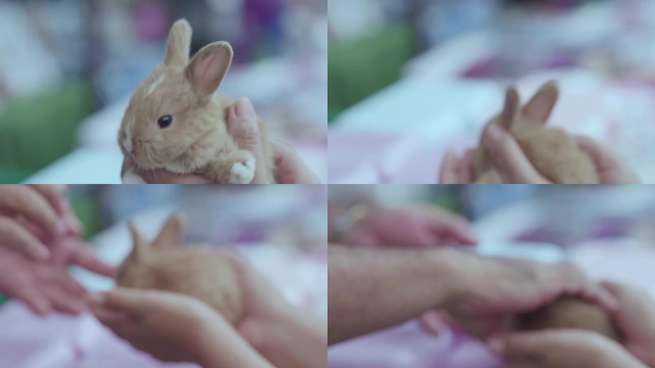 可爱的小1个月兔子