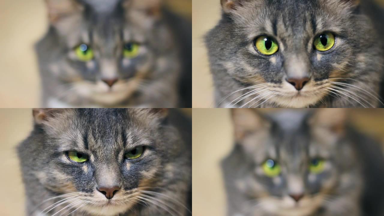灰猫特写着绿色的大眼睛看着相机
