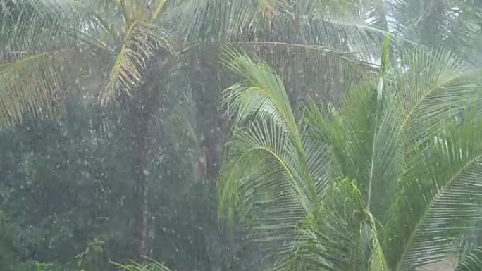 慢动作: 在强暴雨期间，长棕榈树的叶子在风中移动。