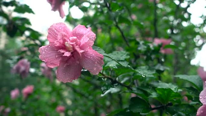 雨中的芙蓉花