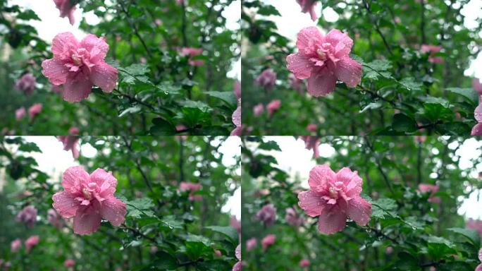 雨中的芙蓉花