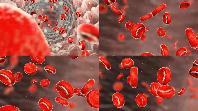 动脉中真实的血细胞。红细胞在血流中移动。