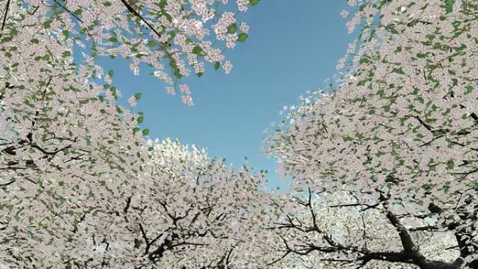 在樱花树下漫步