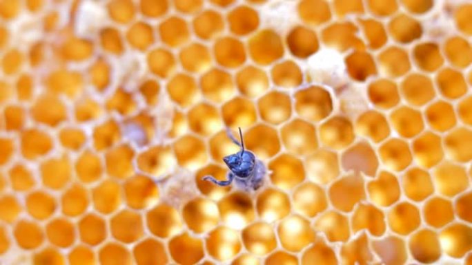 蜜蜂在蜜细胞上