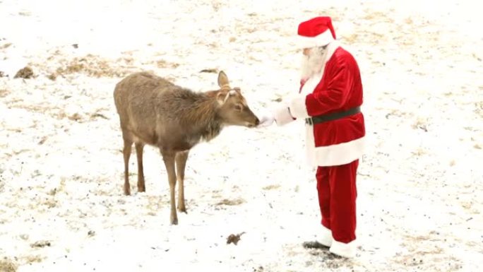 圣诞老人喂养鹿