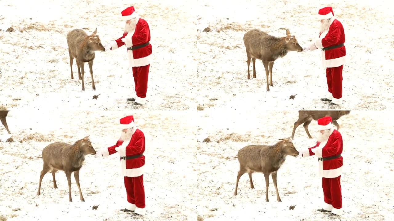 圣诞老人喂养鹿