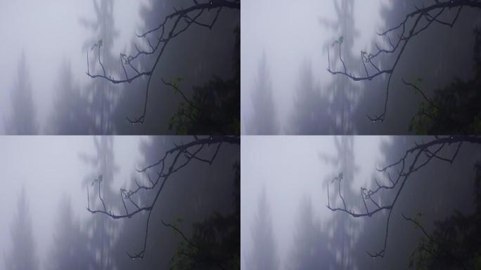 被雾覆盖的山林