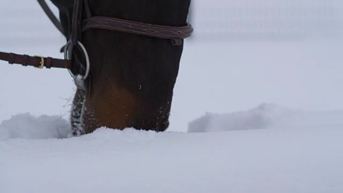 特写: 美丽的黑湾马用枪口在雪地里寻找草