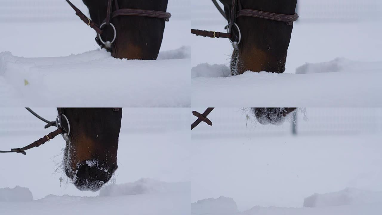 特写: 美丽的黑湾马用枪口在雪地里寻找草