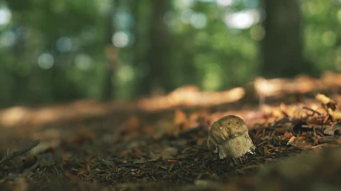 在森林中采摘野生蘑菇