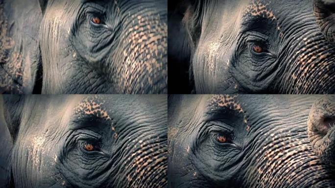 大象的头带着悲伤的大眼睛四处走动