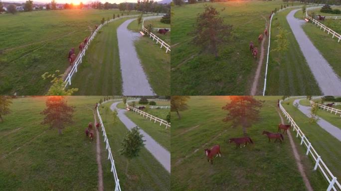 空中: 美丽的黑湾和栗色马在野外沿着畜栏行走