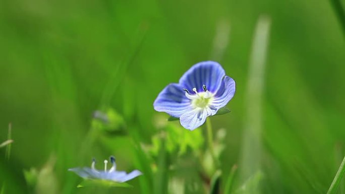 高清：蓝色亚麻蓝色亚麻花