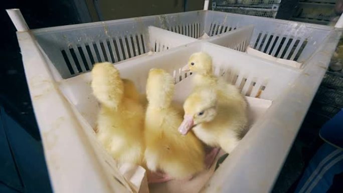新生小鸭被放入塑料容器的单独部分中